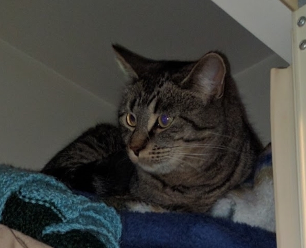 Year end thank yous Pandora the cat